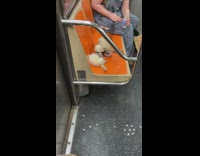 Man has two ferrets on a leash on subway seat