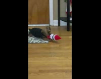 Dog plays and bites elf on the shelf toy 