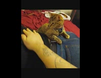 Brown cat helps guy give back massage 