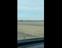 Deer chased by two dogs across field