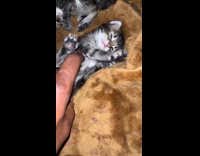 Filmer plays and tickles kitten on blanket
