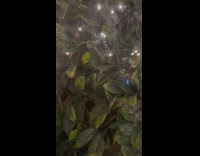 Mouse seen through plants and window at restaurant 