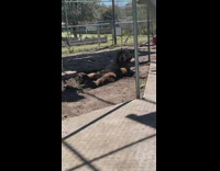 Brown grizzly bear laying on dirt stretching