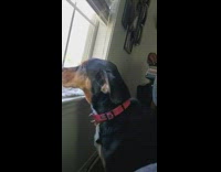 Black brown dog pink collar looks window 