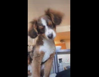 Dog Looks and Tilts Head Left and Right