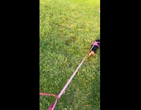 Dog Stands Still while it Stares at Man