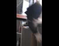 Black white cat fall down from tower