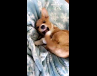 Corgi puppy dog bites foot blue blanket 