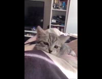 Grey kitten cat jumps pounces girl bed 