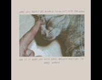 Brown cat sleeps girl pokes face filter