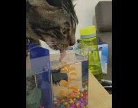 Cat drinks water inside fish tank 