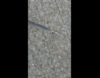 Ant crawls on ground carries big feather