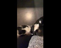 Two black white dogs play fight slow motion
