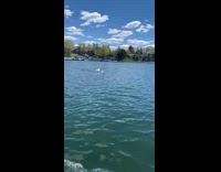 Collab BitchMP - White swan chases guy in boat 