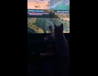 Cat touches virtual video game dog paw