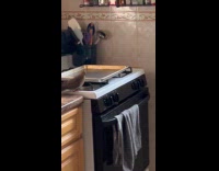 Filmer show bird on stove inside apartment