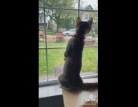 Brown cat sits upright looks out window 
