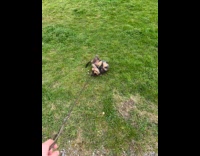 Dog on leash rolls over the grass