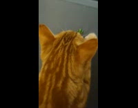 Orange cat like to remove magnets on fridge