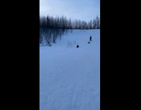 Collab PLC - Dog Pug goes sliding in snow with boy