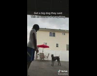 Guy get big dog scared of everything