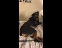 Dog on bed butt slap tongue falls out