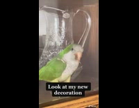 Green bird sits inside glass cabinet microwave 