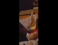 Dog loves watching DDOI videos on tv