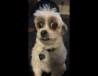 Collab Clips mpugc - Guy laughs at how white dog looks eyebrows