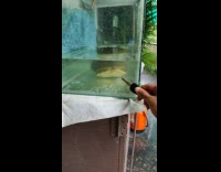 Pet turtle came out when filmer tapped the glass