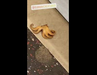 Baby octopus on the ground in subway station