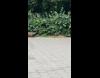 Collab winy - Groundhog pass by run away park nyc