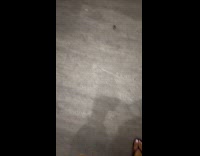 Woman chased by cockroach inside elevator