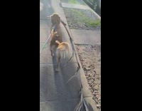 Dog picks up and carries dead palm tree leaf on his walk