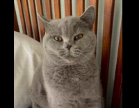 Grey cat blows kiss and stares at camera 