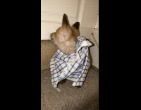 Brown baby fox sits on stairs step 