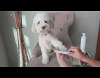 White Dog Gets Nails Done In Chair To Music