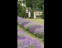 Couple dance together purple flowers white dress
