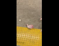 Raw uncooked chicken meat thrown on the floor at subway station
