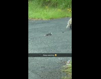 Possum mom and baby crossing road 