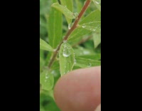 Water droplets combined on hydrophobic plant leaves