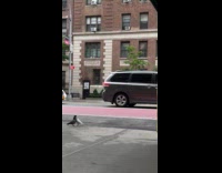 Two pigeons on street ground kiss each other