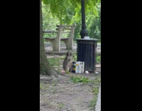 Raccoon eats food next to trashcan at park 