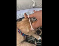 Cat ear scrunchy heart sunglasses