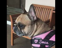 tan dog in pink harness whimpers near owner 