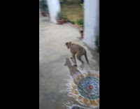 Dog Chases After Laser Dot on Floor