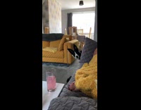 Dog peeks out behind couch toys girl 