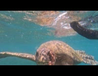 Dead octopus attached on sea turtles face