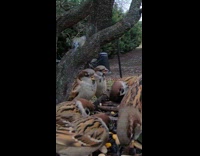 Tit bird lands on top of sparrow