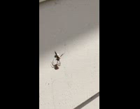 Fly webbed by spider manages to escape